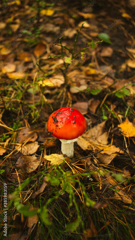 fly mushroom