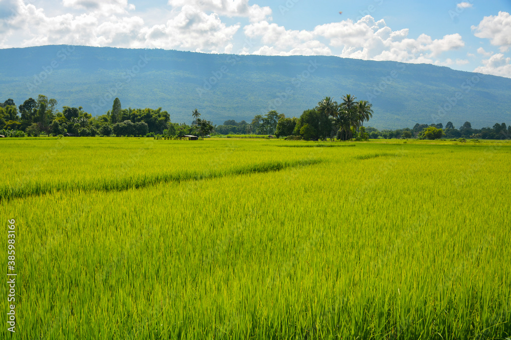 Fototapeta premium The rice paddy field in Thailand