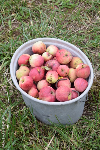 Streuobstweisenäpfel photo