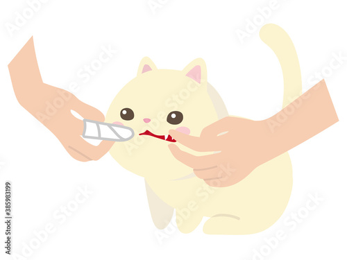 ガーゼを巻き付けて指で猫の歯を掃除する