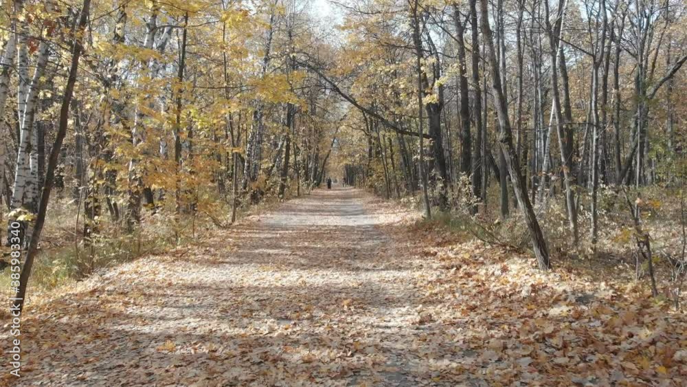 Tranquil scenery in the woods by early autumn 4K drone video Tranquil scenery in the woods by early autumn 4K drone video