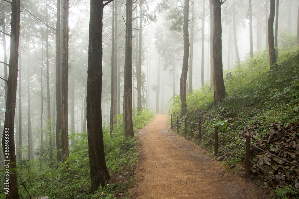 Fototapeta premium beautiful green forest in summer 