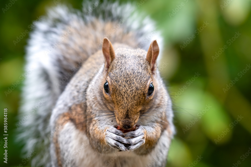 Cute Grey Squirrel Close Up Portrait Cute Grey Squirrel Close Up Portrait