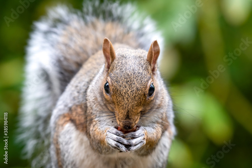 Cute Grey Squirrel Close Up Portrait