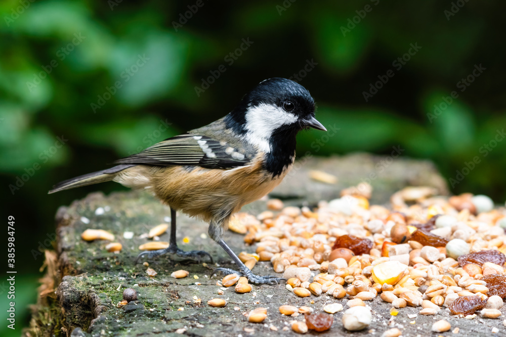 Coal Tit Selecting Food to Store for the Winter Coal Tit Selecting Food to Store for the Winter