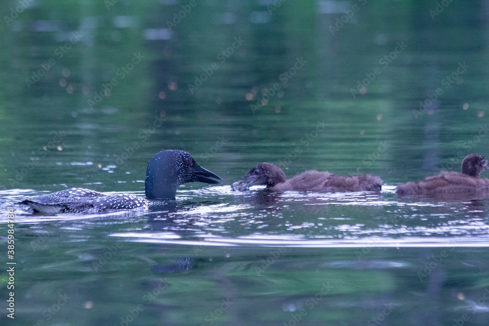 Fototapeta premium Loons Feeding 02
