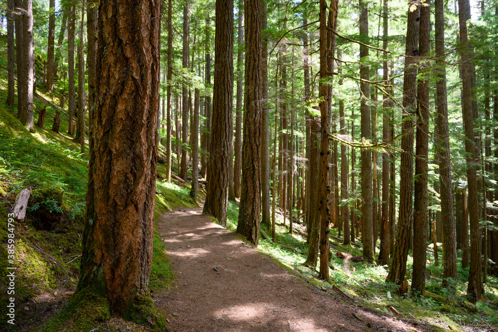 Wide Dirt Trail Winds Through Sunny Forest in the Pacific Northwest Wide Dirt Trail Winds Through Sunny Forest in the Pacific Northwest