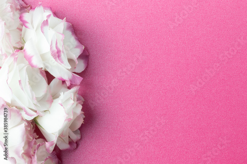 Fototapeta Naklejka Na Ścianę i Meble -  White flowers on a pink background. Flowers close-up with copy space. Top view. Valentine's day or birthday or wedding concept. 