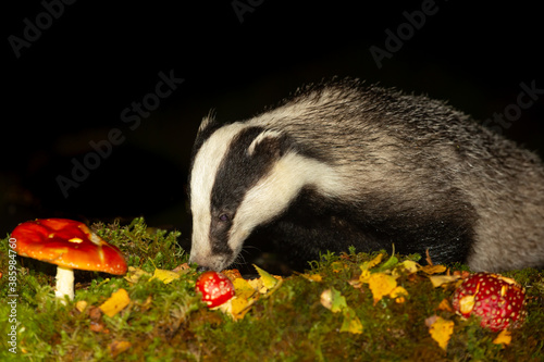 Badger  (Scientific name: Meles Meles.  Wild, native badger foraging in natural woodland habitat at night, with golden Autumn leaves and red Fly Agaric mushrooms.  Black background.  Night time.   photo