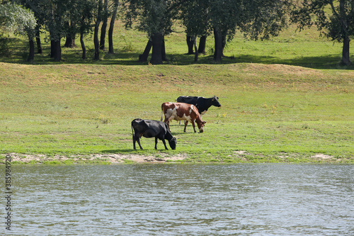 Cows grazing peacefully on the river bank. The concept of agricultural life.