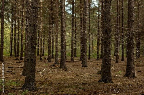 Wallpaper Mural Immersive view of tree trunks with dark brown basks in a forest of conifers with fallen branches on the ground and deciduous green in the background Torontodigital.ca