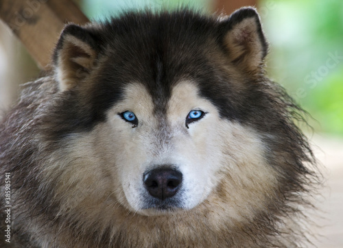 blue-eyed dog portrait