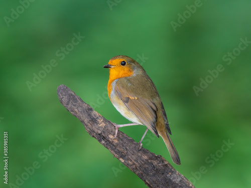 Robin Red Breast Perched on a Broken Tree Branch © Ian