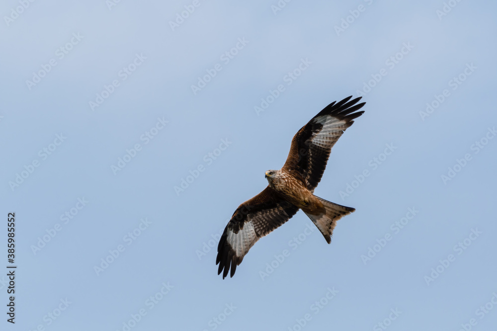Fototapeta premium Majestic Red Kite Soaring Across the Sky