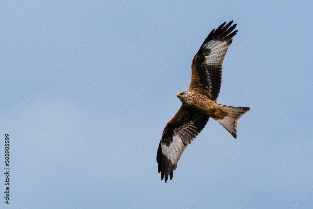 Obraz premium Majestic Red Kite Soaring Across the Sky
