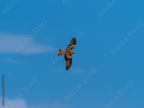 Majestic Red Kite Soaring Across the Sky