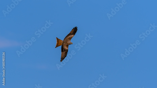 Majestic Red Kite Soaring Across the Sky