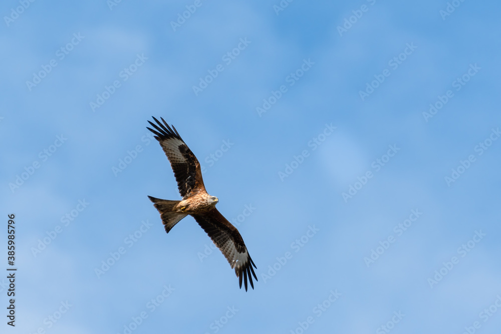 Fototapeta premium Majestic Red Kite Soaring Across the Sky