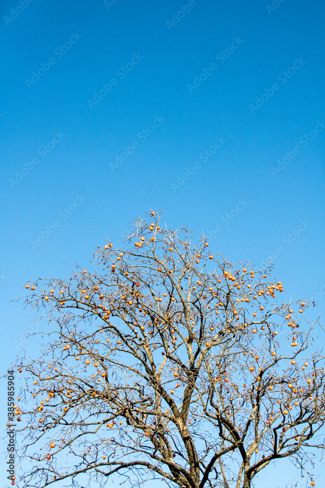 Delicious persimmon growing on a tree against blue sky
Delicious persimmon growing on a tree against blue sky