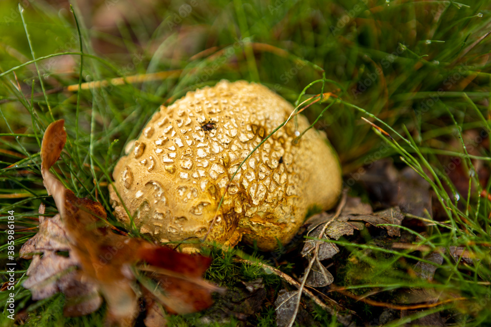 Wet forest floor grass and brown leafs with Scleroderma Citrinum or common earthball mycelium mushroom growing in the middle. Autumn fall season concept. Wet forest floor grass and brown leafs with Scleroderma Citrinum or common earthball mycelium mushroom growing in the middle. Autumn fall season concept.