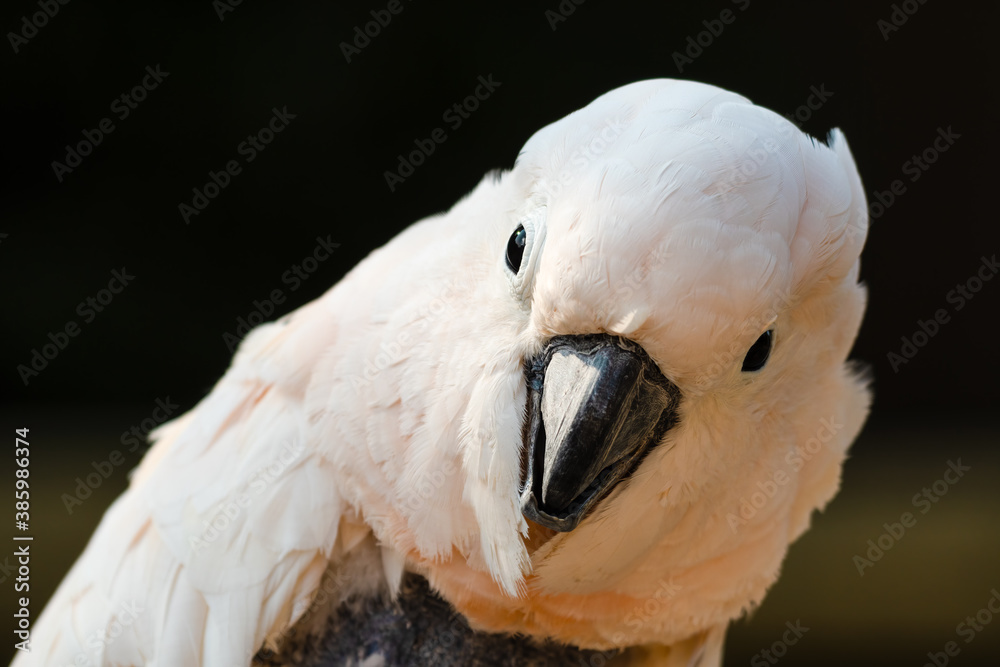 Salmon Crested Cockatoo Close Up Side Profile With Self Plucked Chest