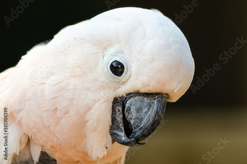 Cuadro en lienzo Salmon Crested Cockatoo Close Up Side Profile With Self Plucked Chest
