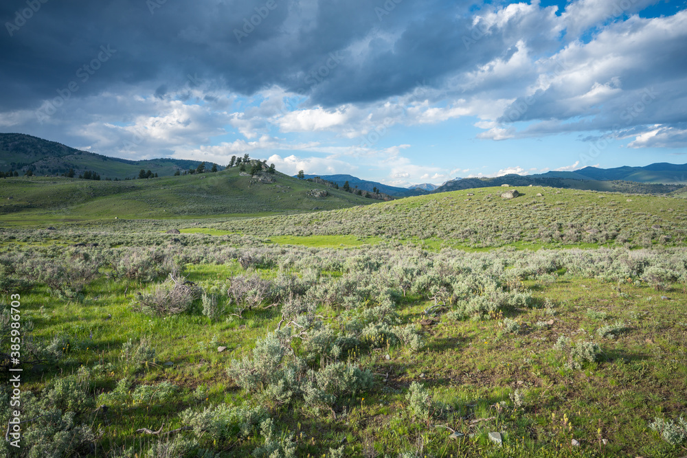 lamar valley in yellowstone national park,wyoming in the usa