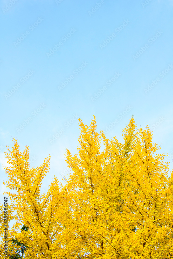 Ginkgo yellow leaf in Autumn season
Ginkgo yellow leaf in Autumn season