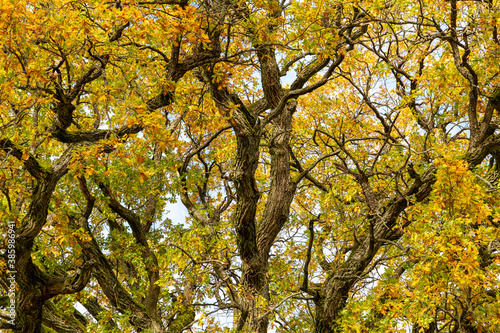 Details and textures of an oak trunk, branches and foliage in October in Latvia