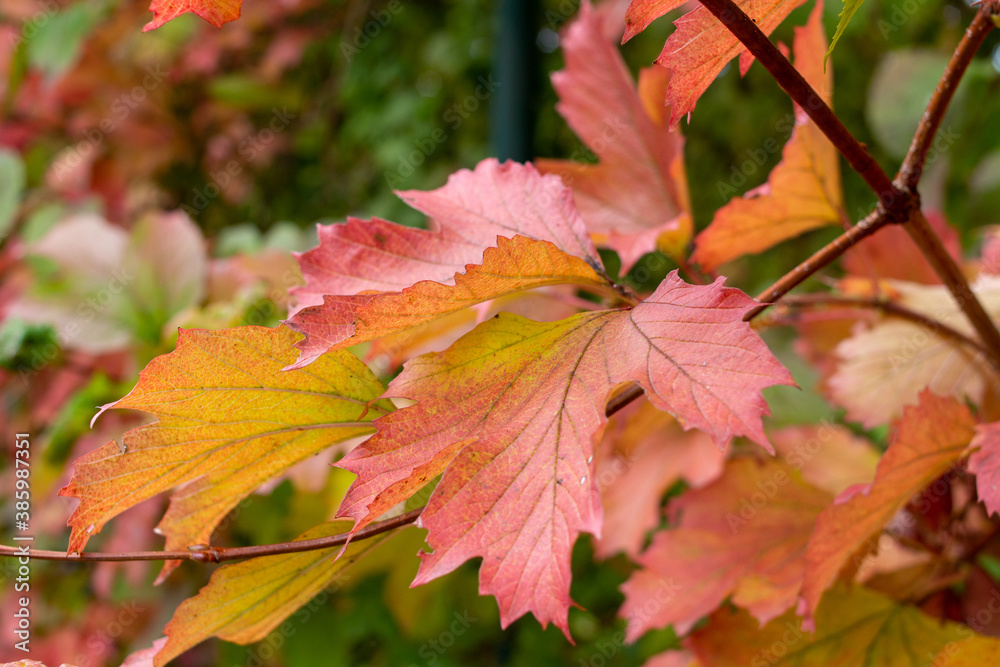 Farbenfrohe Blätter im Herbst Farbenfrohe Blätter im Herbst