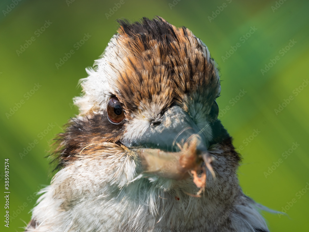 Fototapeta premium Kookaburra Close Up Portrait with a Damaged Beak