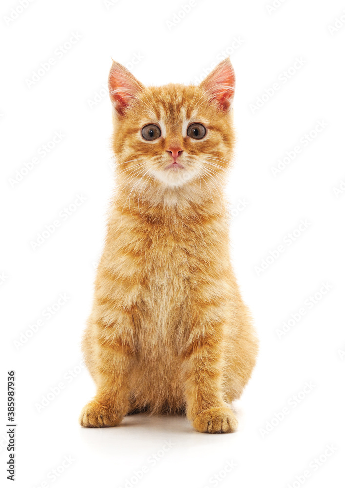 Fototapeta premium One red cat.