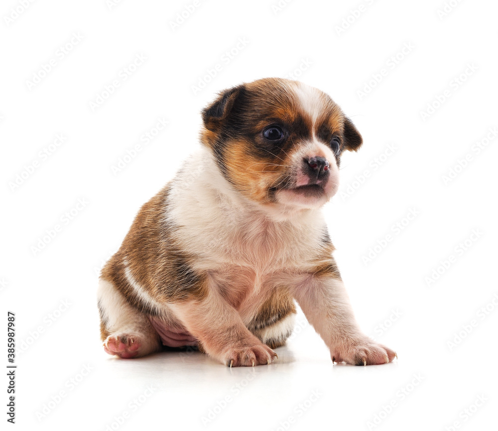 One little dog. One little dog.