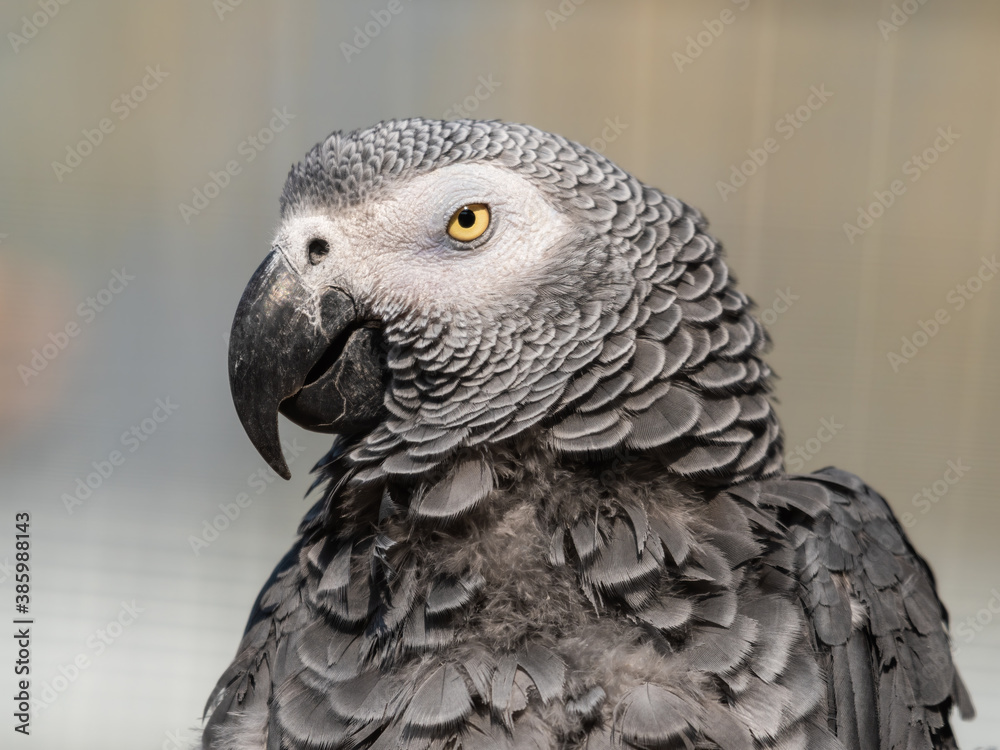 African Grey parrot Close Up Side Profile African Grey parrot Close Up Side Profile