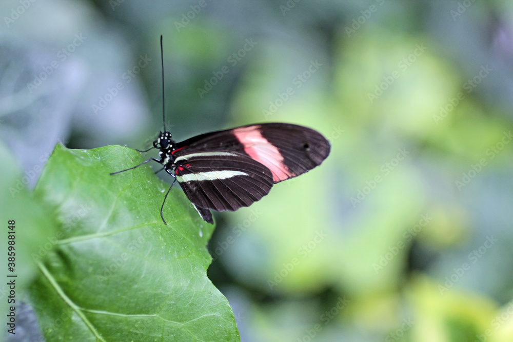 Obraz premium papillon aux rayures rose