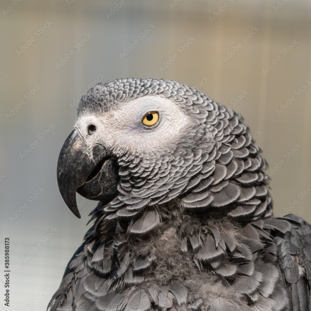 Fototapeta premium African Grey parrot Close Up Side Profile