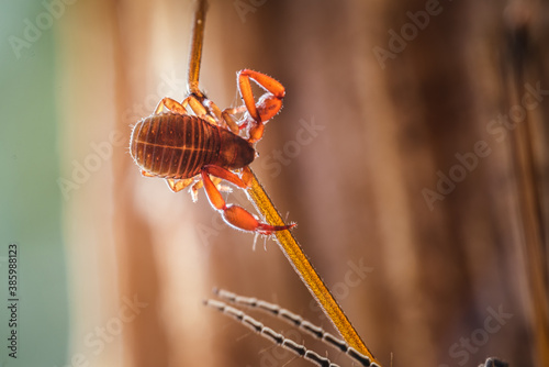 Pseudoskorpion photo