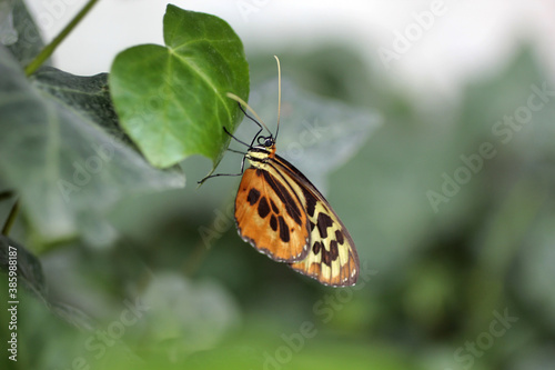 papillon posé