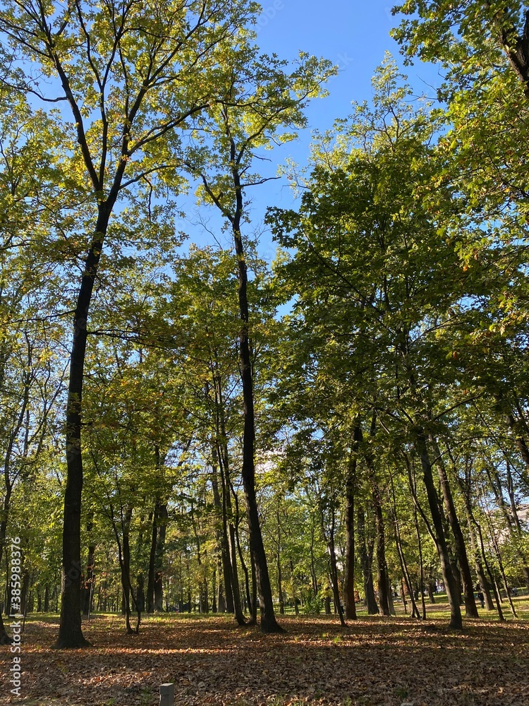 Fototapeta premium autumn in the park