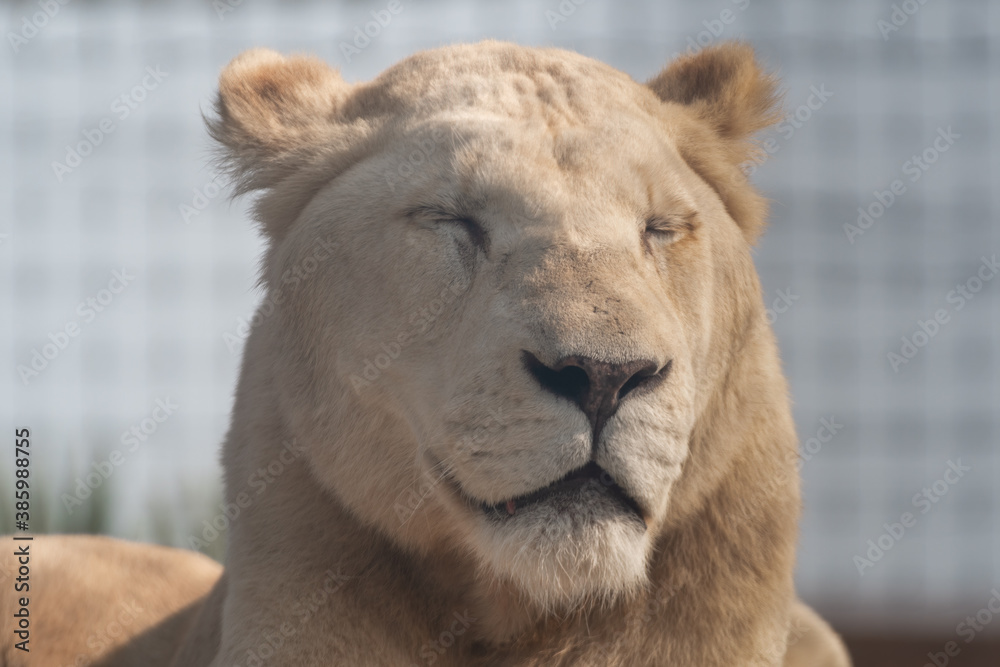 Majestic White Lion Close Up Portrait Majestic White Lion Close Up Portrait