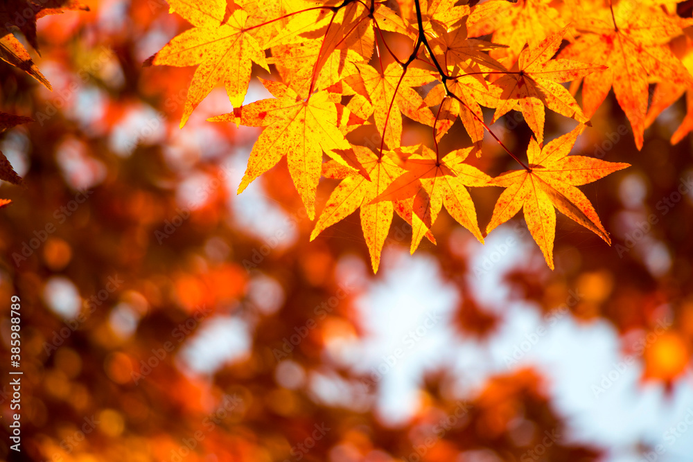 Red maple leaves in autumn season
