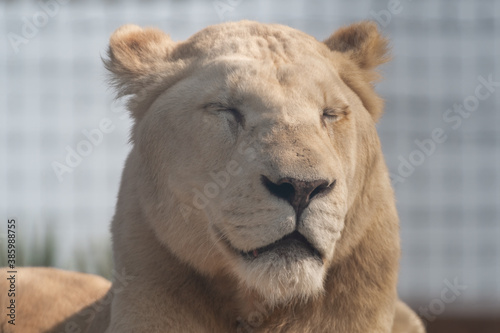 Majestic White Lion Close Up Portrait