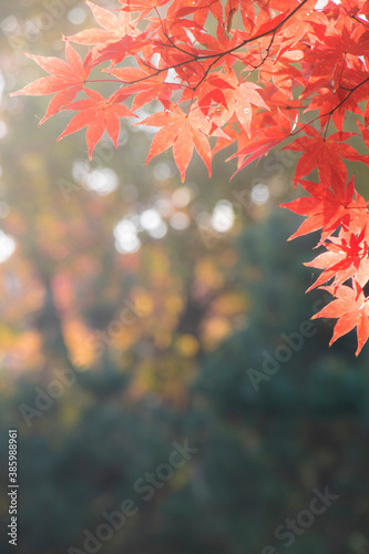 Red maple leaves in autumn season
