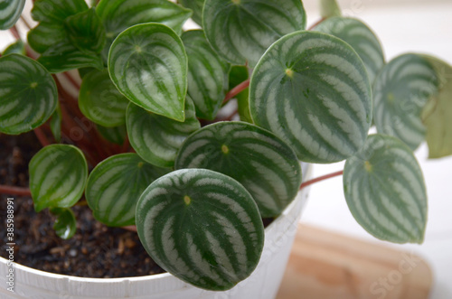 Indoor plant, Peperomia Watermelon plant in a pot
 photo