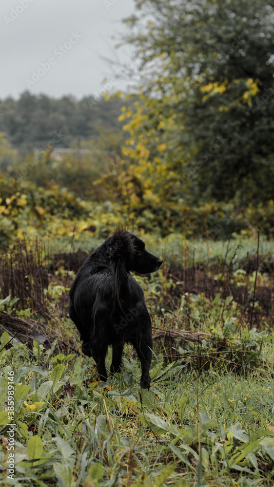 black labrador dog in the autumn forest black labrador dog in the autumn forest