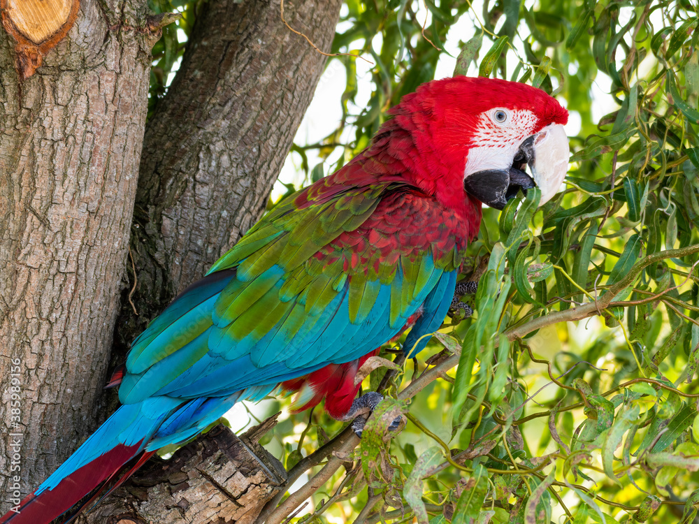 Obraz premium Red and Green Macaw Perched in a Tree