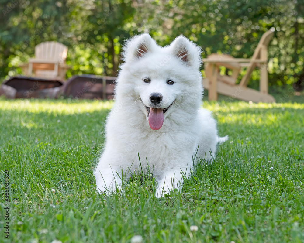 white puppy laying on the grass