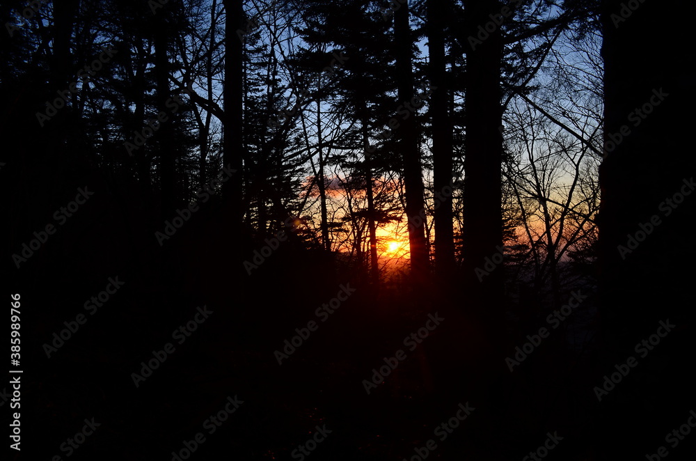 sunset in the forest