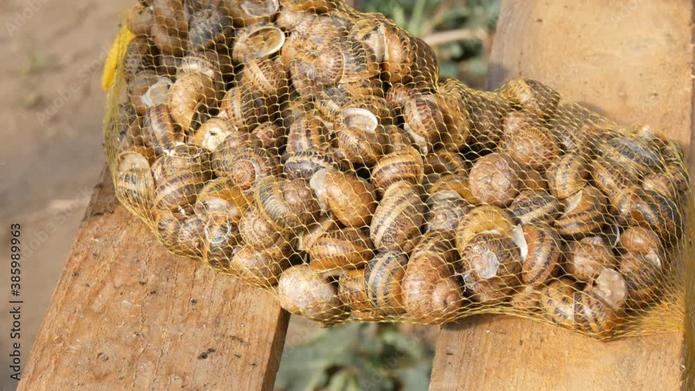 A large number of snails on a snail farm before selling or cooking, a delicacy with a lot of