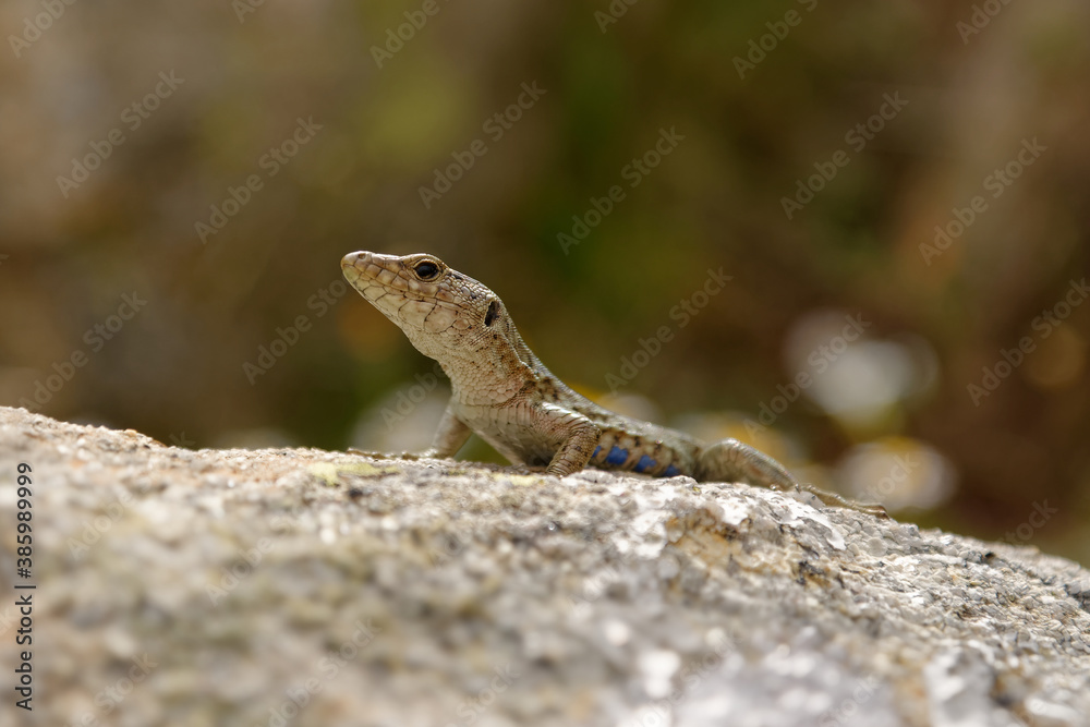 Bedriaga rock lizard - Archaeolacerta bedriagae lizard in family Lacertidae, only found on the islands Corsica (bedriagae) and Sardinia (sardus), also called Lacerta bedriagae Bedriaga rock lizard - Archaeolacerta bedriagae lizard in family Lacertidae, only found on the islands Corsica (bedriagae) and Sardinia (sardus), also called Lacerta bedriagae